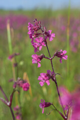 Blooming sticky flies Lychnis viscaria (Silene viscaria) in a meadow.