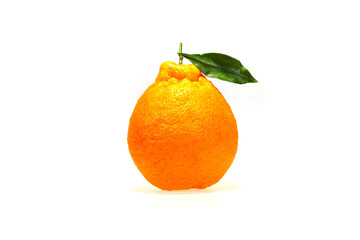 hanrabong jeju citrus fruit