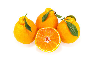 hanrabong jeju citrus fruit