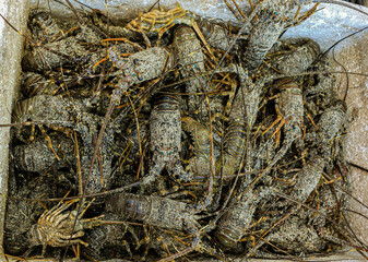 fresh lobster caught by fishermen