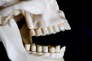 Zähne Kiefer 4