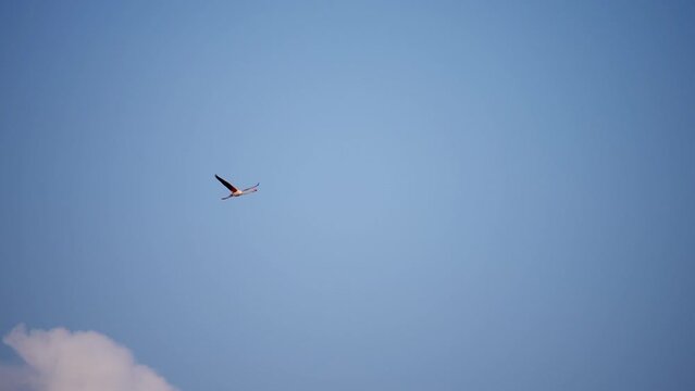 Wild colourful flamingo flying alone in slow motion