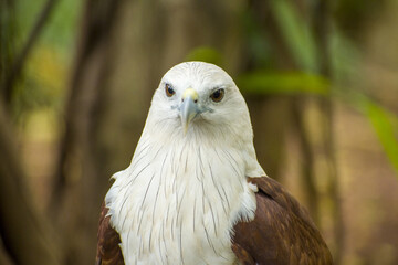 portrait of an eagle