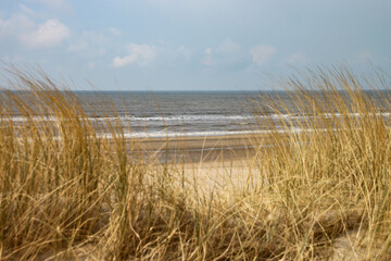 die Dünen und das Gras am Strand von Wassenaar bei Den Haag im Winter