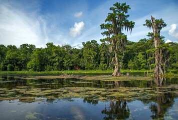 Wakulla River with cypress trees and algae, Florida, USA