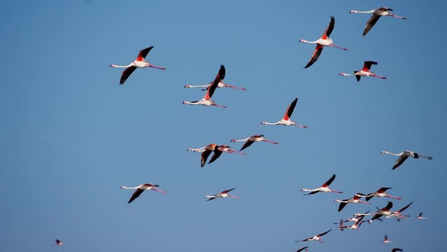 Hundreds of wild colourful flamingos flying in slow motion during sunset