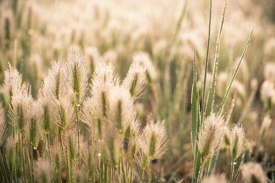 Morning Dew On A Grass Field In The Sierra Nevada