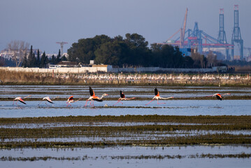 Pack of wild colourful flamingos taking over during sunset