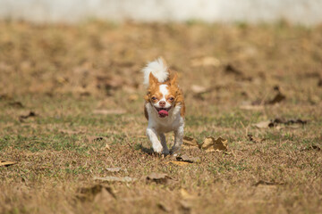 Naklejka na ściany i meble Fun dog,Happy dogs having fun in a field, running on the field,dog running on grass happily.