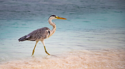 great Blue Heron by the sea
