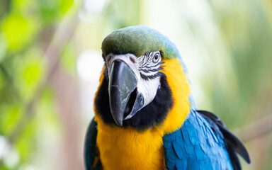 beautiful Blue-and-Yellow Macaw in rainforest