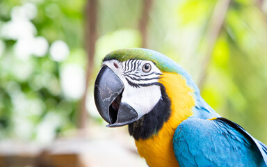 beautiful Blue-and-Yellow Macaw in rainforest