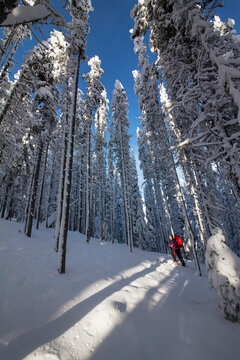A Woman Backcountry Skier Skis In A Forest At Lolo Pass, Montana