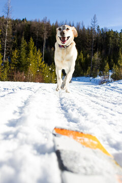 Dog following skiing owner, Lolo, Montana, USA