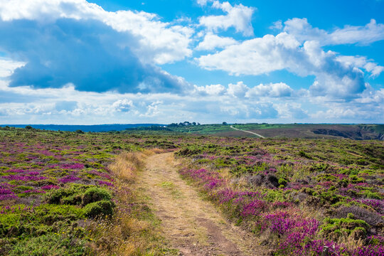 Dirt road and meadow, Presquile de Crozon, Armorica Regional Natural Park, Roscanvel, Finistere, Brittany, France