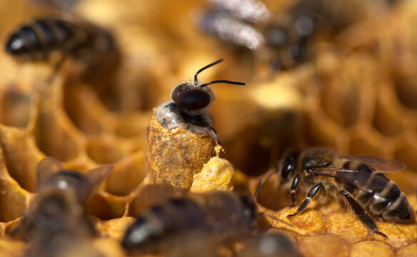 A male bee being born in a beehive of the apiary of Puremiel beekeepers in Los Alcornocales Natural Park, Cadiz province, Andalusia, Spain
