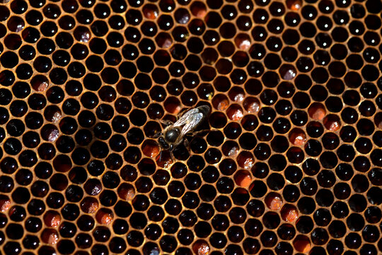 A queen bee walks in a beehive filled with honey and pollen in an apiary of Puremiel beekeepers in Los Alcornocales Natural Park, Cadiz province, Andalusia, Spain