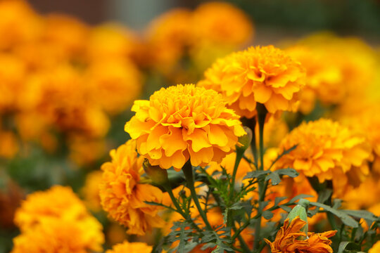 French marigolds background. Orange floral background. Orange marigolds. Orange french marigold. Orange flowers backdrop