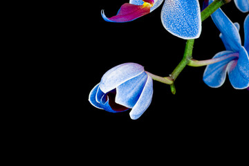 Blue phalaenopsis orchid flower bloomed on black background. Wedding background, Valentine's day...
