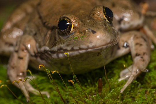 Close up of green frog (Lithobates clamitans)
