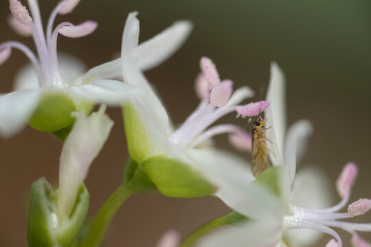 Eastern spring beauty (Claytonia virginica) wildflowers with insect