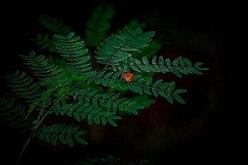 Whirlabout Polites Vibex