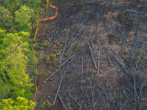 Fallen trees after land clearing, Snellville, Georgia, USA