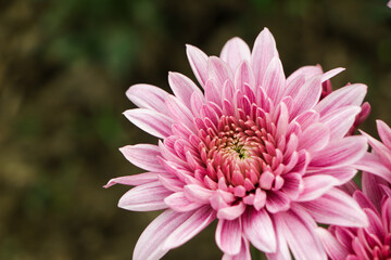 Pink chrysanthemum flower with copy space for text