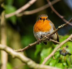robin on a branch