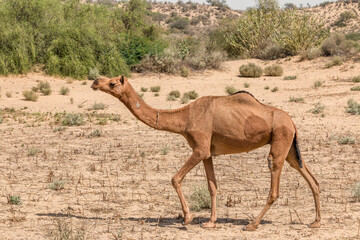 Camel in the arid desert 