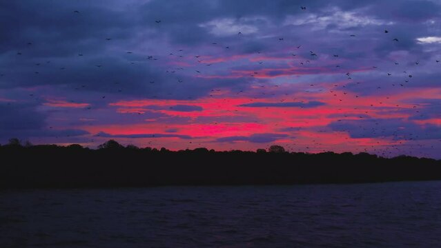 During blood-red sunset, sky fills with thousands of bats flying from an Island