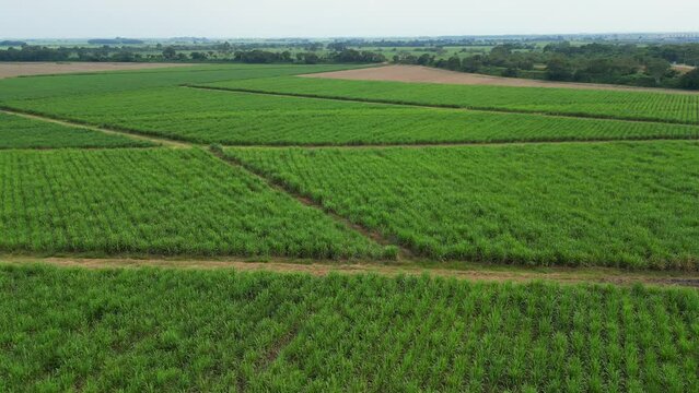 Aerial of sugar cane crops in valle del cauca colombia
