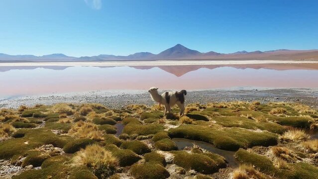 Alpaca Eats Grass, Lagunas Route Lagoon, Surreal Red Water, High Altitude Animal Fauna through Atacama Desert, Bolivian and Chilean Border