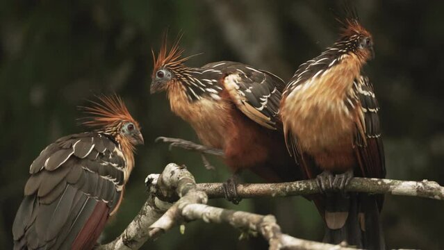 Three colorful hoatzin birds perched on a tree in the jungle - Tight close up shot