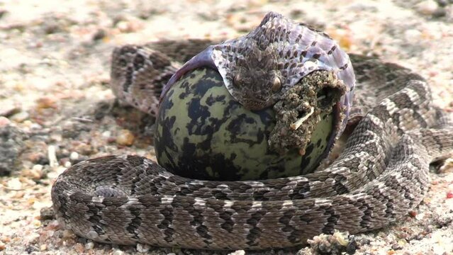 Egg Eater Snake, Dasypeltis Scabra Swallowing Egg, Close Up. Wild Animal Species of Africa