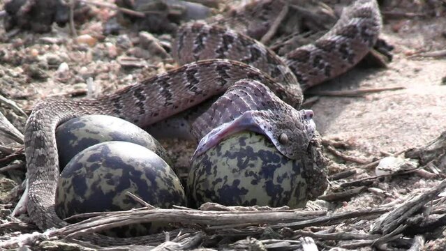 Dasypeltis Scabra, African Egg-eating Snake Swallowing Egg. Wild Animal in Natural Habitat