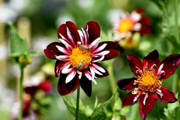 Halskrausendahlie 'Night Butterfly' 