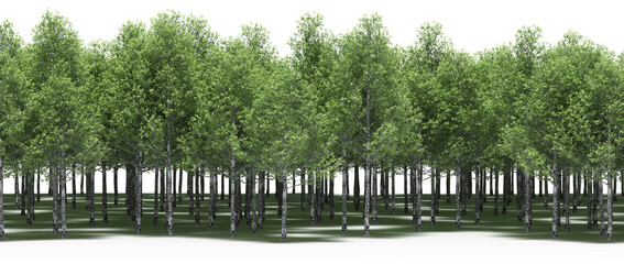 forest line with shadows under the trees, isolated on white background, 3D illustration, cg render
