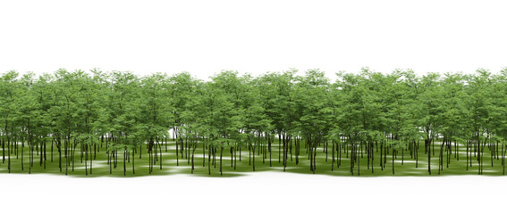 forest line with shadows under the trees, isolated on white background, 3D illustration, cg render
