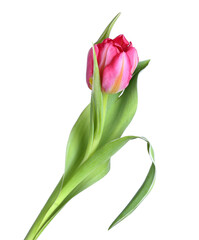 Obraz premium Beautiful tulip flower isolated on white background. Women's Day celebration
