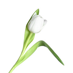 Delicate tulip flower on white background. Women's Day celebration