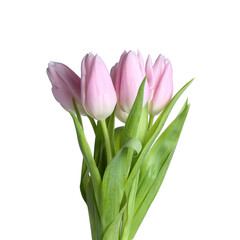 Bouquet of beautiful tulip flowers on white background. Women's Day celebration