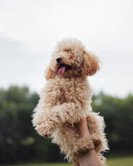 Cute joyful puppy of toy poodle with a light color is resting and playing on the lawn - a free and carefree life