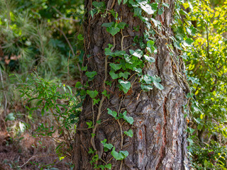 Obraz premium Close-up of a tree trunk with climbing plants in the forest