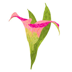 Calla lily  pink flowers and leaves   polygons herbaceous perennial ornamental plants on a white background    vector illustration editable hand draw