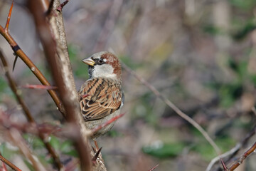 moineau cisalpin - passer italiae
