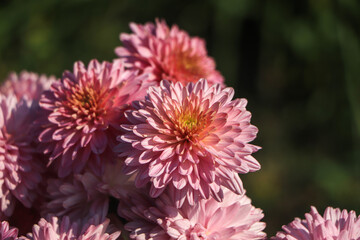 Background of chrysanthemum , pink chrysanthemum flower blooming