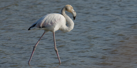 flamant rose - phoenicopterus roseus
