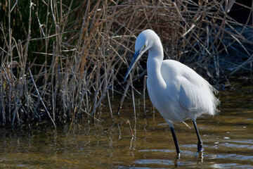 aigrette garzette
