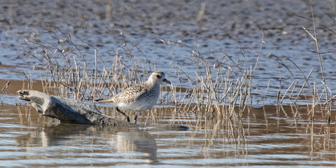 pluvier argenté - pluvialis squatarola
